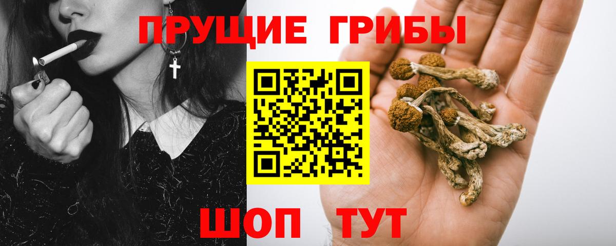Псилоцибиновые грибы мицелий Кузнецк